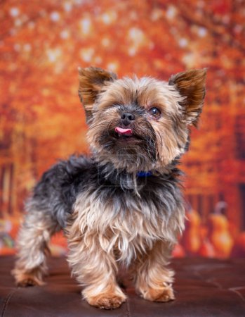 Photo for Cute photo of a dog in a studio shot on an isolated background - Royalty Free Image