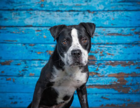 Foto de Linda foto de un perro en un estudio sobre un fondo aislado - Imagen libre de derechos