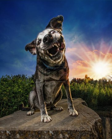 Téléchargez les photos : Cute shot of a dog catching treats outside in a natural background - en image libre de droit