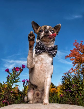 Téléchargez les photos : Cute photo of a dog in an outdoor shot in a natural setting - en image libre de droit