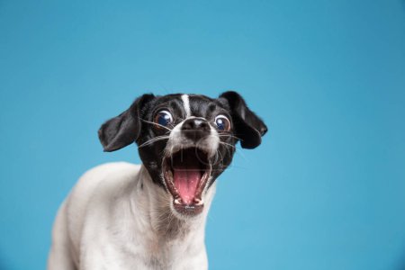 Téléchargez les photos : Jolie photo d'un chien dans un studio tourné sur un fond isolé - en image libre de droit