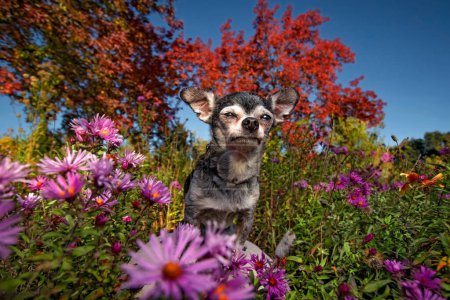 Téléchargez les photos : Chihuahua mignon dans un cadre naturel - en image libre de droit