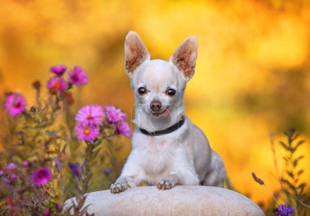 Photo for Cute shot of a dog outside in a natural background - Royalty Free Image