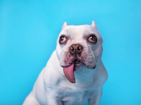 Téléchargez les photos : Cute french bulldog on an isolated background in a studio shot - en image libre de droit
