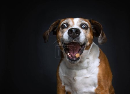 Téléchargez les photos : Jolie photo d'un chien dans un studio tourné sur un fond isolé - en image libre de droit