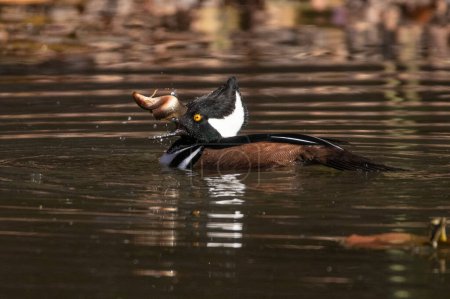 Photo for Hooded merganser in a natural environment - Royalty Free Image