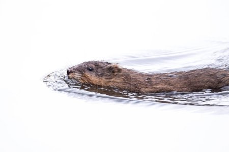 Foto de Small muskrat swimming in water during winter - Imagen libre de derechos