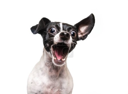 Photo for Studio shot of a cute dog on an isolated background - Royalty Free Image