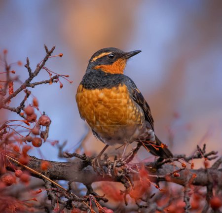Photo for Varied thrush eating a berry from a crab apple tree - Royalty Free Image