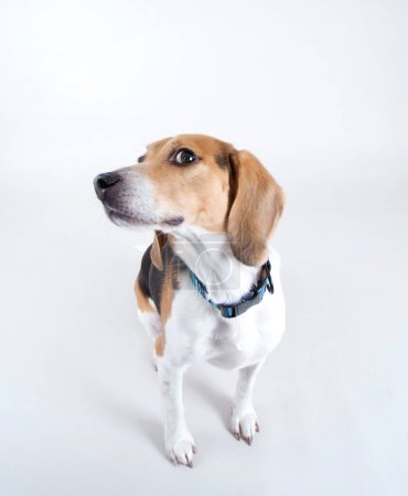 Téléchargez les photos : Mignon beagle portant un collier rouge regardant studio tourné isolé sur un fond blanc - en image libre de droit