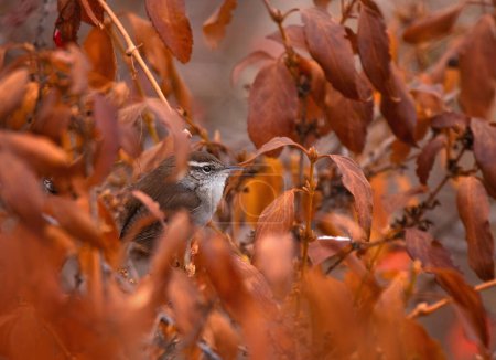 Photo for Bewicks wren in leaves out in a natural background - Royalty Free Image