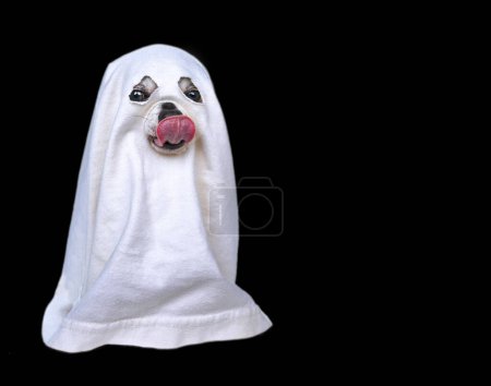 Photo for Cute chihuahua in a ghost costume isolated on a white background - Royalty Free Image