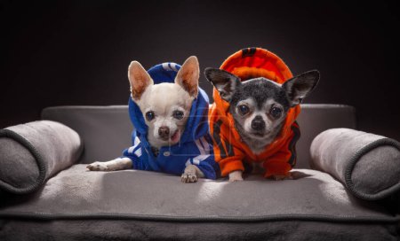 Photo for Studio shot of two cute dogs on an isolated background sitting on a tiny couch wearing jackets - Royalty Free Image