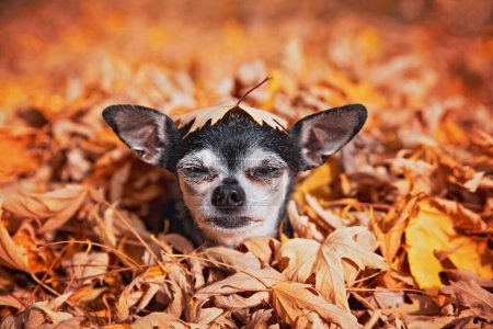 Téléchargez les photos : Chihuahua mignon assis dans les feuilles - en image libre de droit