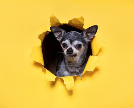 Foto de Linda foto de un perro en un estudio sobre un fondo aislado - Imagen libre de derechos