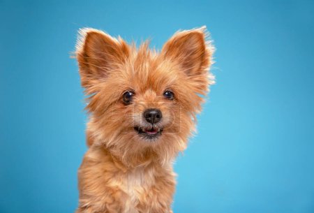 Photo for Studio shot of a cute dog on an isolated background - Royalty Free Image