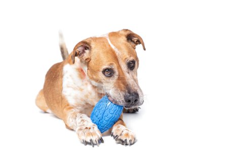 Photo for Cute photo of a dog playing with a toy ball in a studio shot on an isolated background - Royalty Free Image