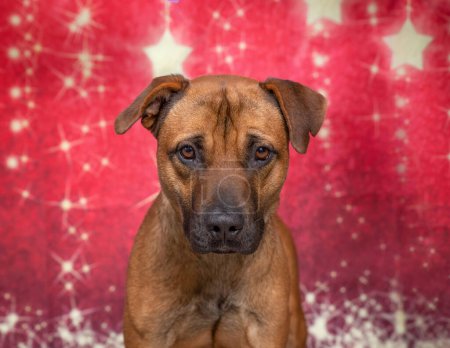 Téléchargez les photos : Studio shot of a cute dog on an isolated christmas background - en image libre de droit
