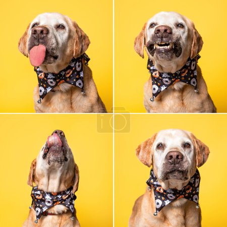 Téléchargez les photos : Plan studio d'un chien mignon sur un fond isolé - en image libre de droit