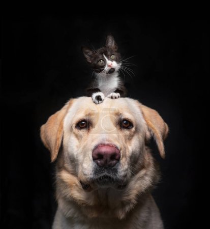 Téléchargez les photos : Plan studio d'un chien mignon avec un chaton sur la tête sur un fond isolé - en image libre de droit
