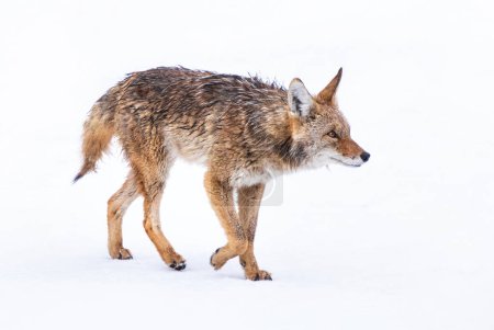 Téléchargez les photos : Belle photo d'un coyote sauvage dans la nature - en image libre de droit