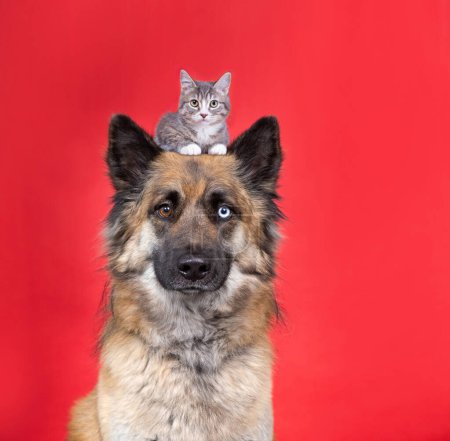 Photo for Studio shot of a cute dog with a kitten on its head on an isolated background - Royalty Free Image