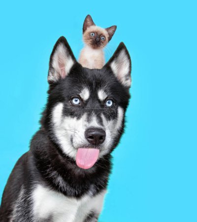 Foto de Estudio disparo de un lindo perro con un gatito en la cabeza sobre un fondo aislado - Imagen libre de derechos