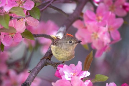 Ruby crowned kinglet in a natural environment background