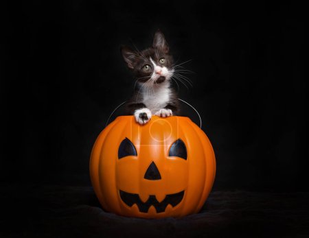 Photo for Studio shot of a tiny kitten sitting in a plastic pumpkin - Royalty Free Image