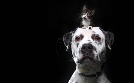 Téléchargez les photos : Plan studio d'un chien mignon avec un chaton sur la tête sur un fond isolé - en image libre de droit