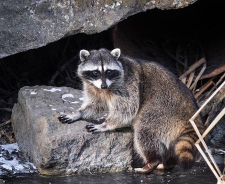 Photo for Wild raccoon standing on a rock out in nature - Royalty Free Image