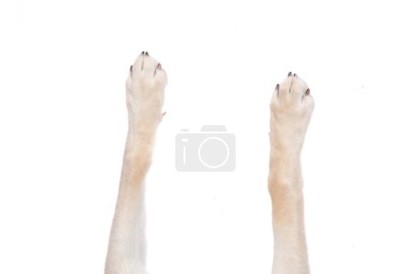 vue de dessus des pattes de chien étalées sur un fond blanc isolé