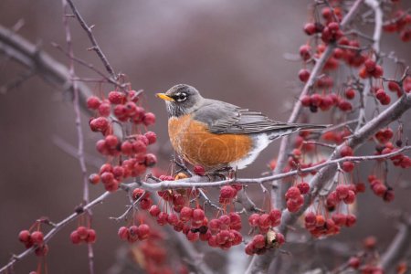 Photo for American robin eating berries in a tree in a natural environment - Royalty Free Image