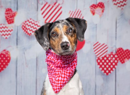 Foto de Toma de estudio de un lindo perro con un pañuelo en el fondo de un corazón aislado de San Valentín - Imagen libre de derechos