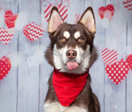 Téléchargez les photos : Plan studio d'un chien mignon portant un bandana sur un fond isolé de Saint-Valentin coeur - en image libre de droit