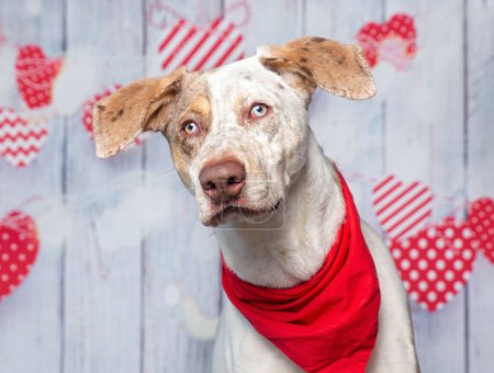 Foto de Toma de estudio de un lindo perro con un pañuelo en el fondo de un corazón aislado de San Valentín - Imagen libre de derechos