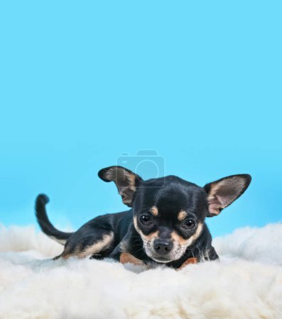 Photo for Tiny chihuahua on a blanket with an isolated background - Royalty Free Image