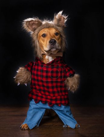 Foto de Lindo perro usando un traje de hombre lobo en un fondo aislado - Imagen libre de derechos