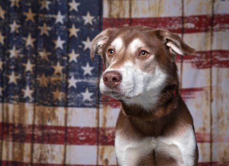 Foto de Lindo perro en un fondo patriótico bandera americana - Imagen libre de derechos