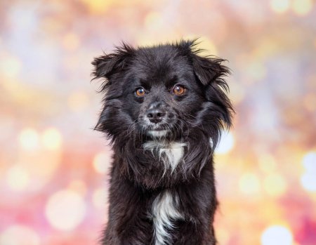 Photo for Cute dog on an isolated background - Royalty Free Image