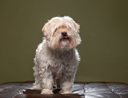 Photo for Cute dog on an isolated background - Royalty Free Image