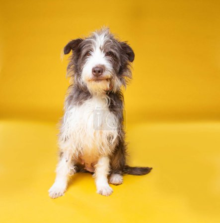 Foto de Lindo perro en un aislado fondo - Imagen libre de derechos