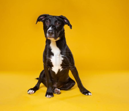 Foto de Lindo perro en un aislado fondo - Imagen libre de derechos
