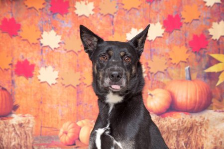 Téléchargez les photos : Photo studio d'un chien mignon devant un fond d'automne isolé - en image libre de droit