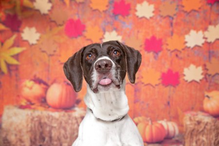 Photo for Studio photo of a cute dog in front of an isolated background - Royalty Free Image