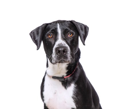 Téléchargez les photos : Photo studio d'un chien mignon devant un fond isolé - en image libre de droit