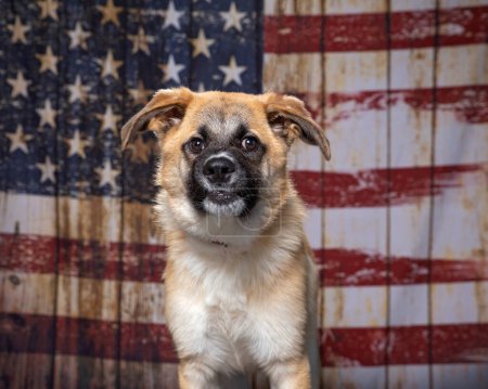 Photo for Cute dog on an American flag patriotic background - Royalty Free Image