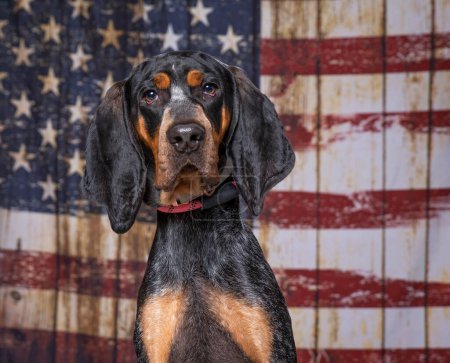 Téléchargez les photos : Chien mignon sur un fond patriotique drapeau américain - en image libre de droit