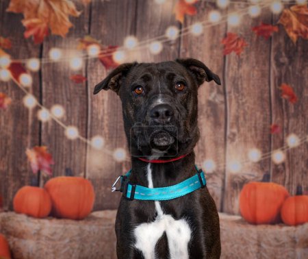 Téléchargez les photos : Photo studio d'un chien mignon devant un fond d'automne isolé - en image libre de droit