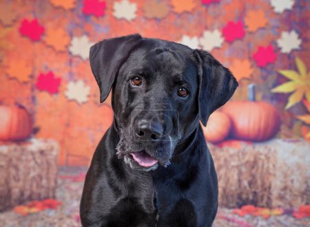 Photo for Cute dog on an isolated fall background - Royalty Free Image